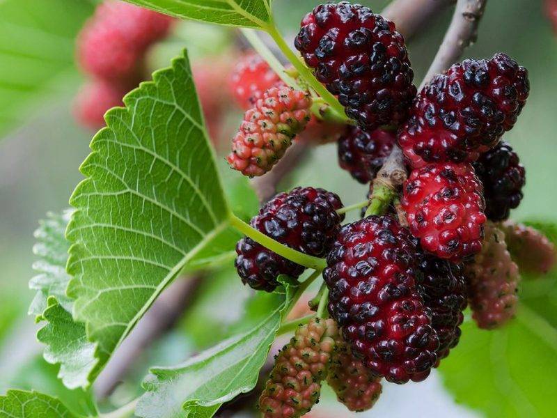 Шелковица купить саженцы из питомнике в Шадринске