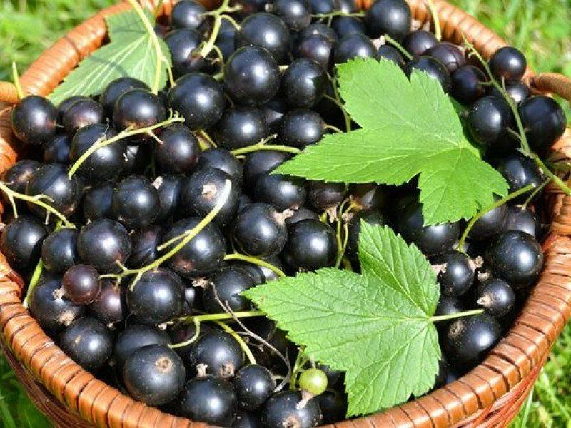 Смородина купить саженцы из питомника в Шадринске