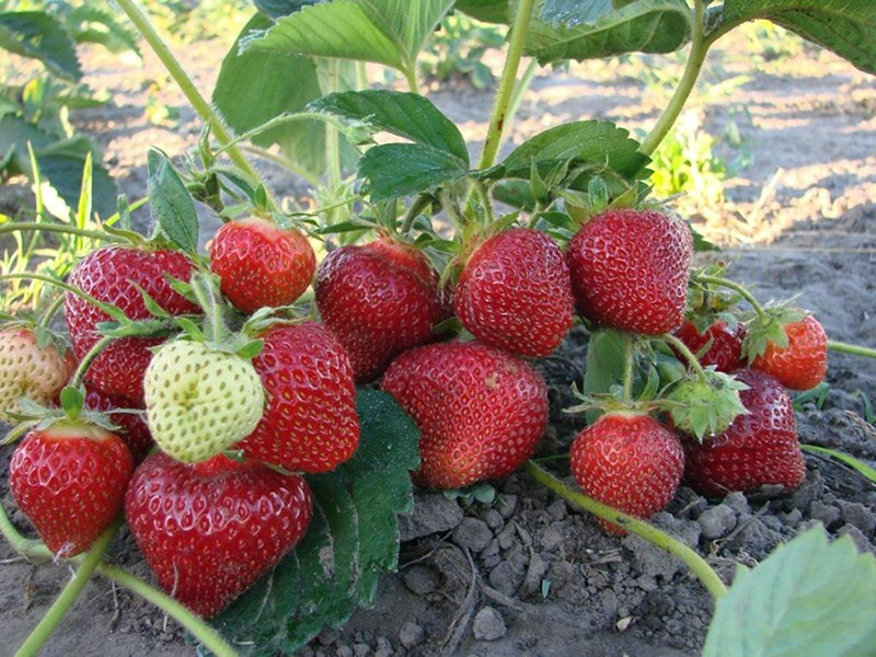 Клубника купить саженцы из питомника в Шадринске