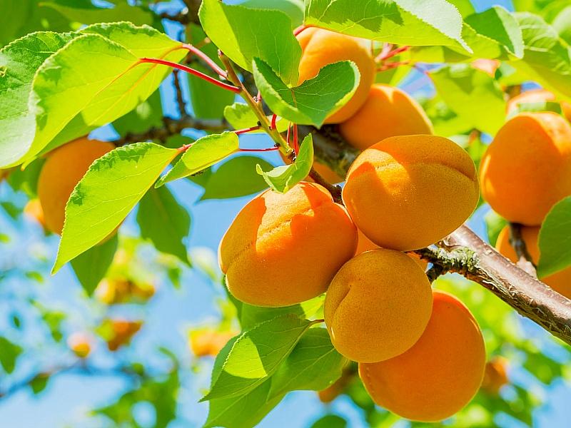Абрикос купить саженцы из питомнике в Шадринске