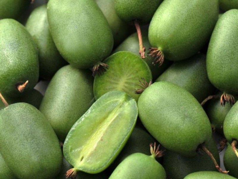 Актинидия купить саженцы из питомнике в Шадринске