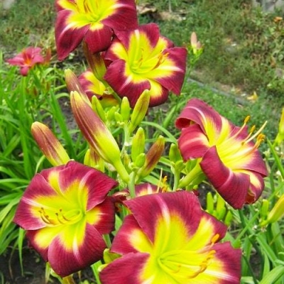 Лилейник "НАЙТ БЕКОН"