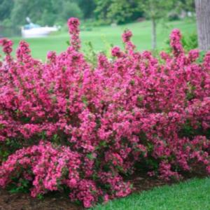 ВЕЙГЕЛА "МИНУЭТ"