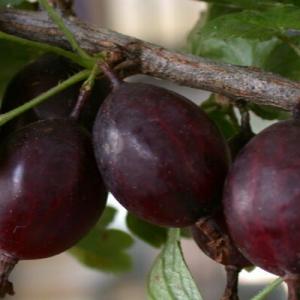 Крыжовник "КАЗАЧОК"