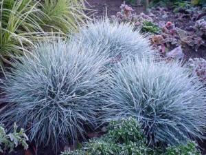 Овсяница сизая (голубая)