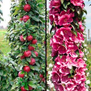 Яблоня колоновидная "ГРАНАТОВЫЙ БРАСЛЕТ"