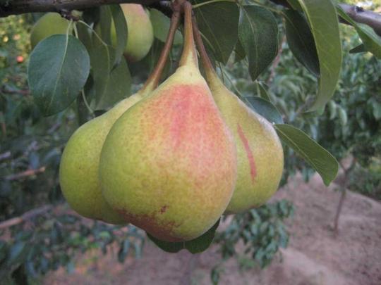 Груша "БЕРЕ РУССКАЯ"