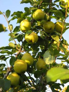 Груша "ГВИДОН"